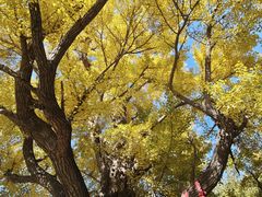 -遵化市禅林寺古银杏风景园