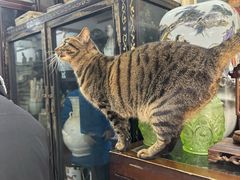 -淮国旧H22·中古店