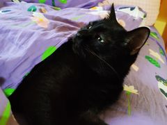 -喜多萌中农锦绣动物医院24H·猫科·牙科MRI·CT