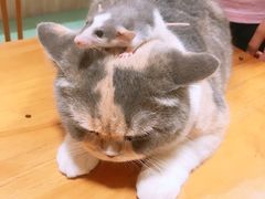 -藦茜花园宠物主题亲子互动体验馆(国顺东路店)