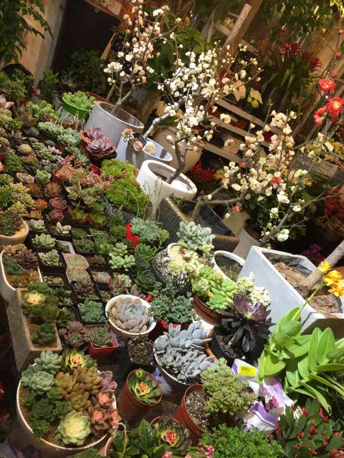 安顺路花鸟市场-"工作之余经常会来逛逛的地方,随意逛逛走走.