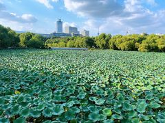 -长春市南湖公园