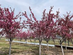 -春花秋色城市公园