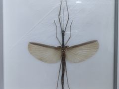 -上海昆虫博物馆