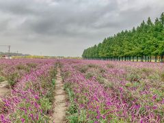 -嘉北郊野公园