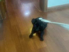 -瑞派申生动物医院·24H夜诊·国际动物医疗中心·骨外科(吴中路店)