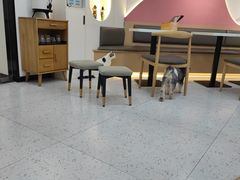 -喵园·猫主题咖啡厅·撸猫·猫咖(国贸店)