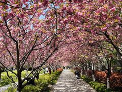 -高东镇樱花园