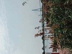 -芒洲湿地公园