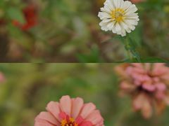 -西京湾花海