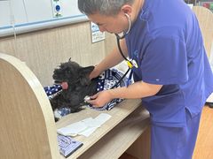 -北京观赏动物医院·24小时大型综合·猫专科·异宠专科