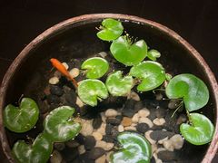 -曲水兰亭(北京四惠店)