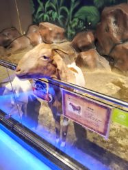 -未来动物城动物主题公园(大悦城店)