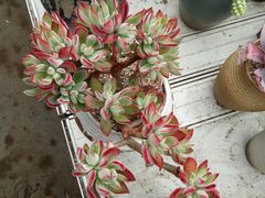 -龙大花卉苗木市场