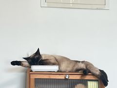 -中农大我爱我爱动物医院·核磁CT·猫病·24小时夜诊中心(石佛营店)