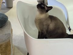 -藏猫猫咖啡主题馆(中央大道店)
