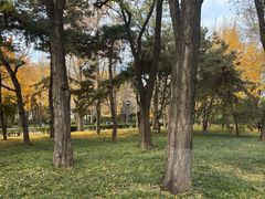 -玲珑塔公园
