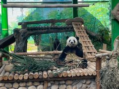 -灵玲国际马戏城
