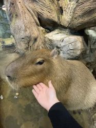 -Zoolung Zoolung动物主题公园(海信广场店)