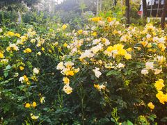 -人民公园(罗湖区)