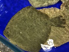 -东江海鲜酒家(艺都分店)