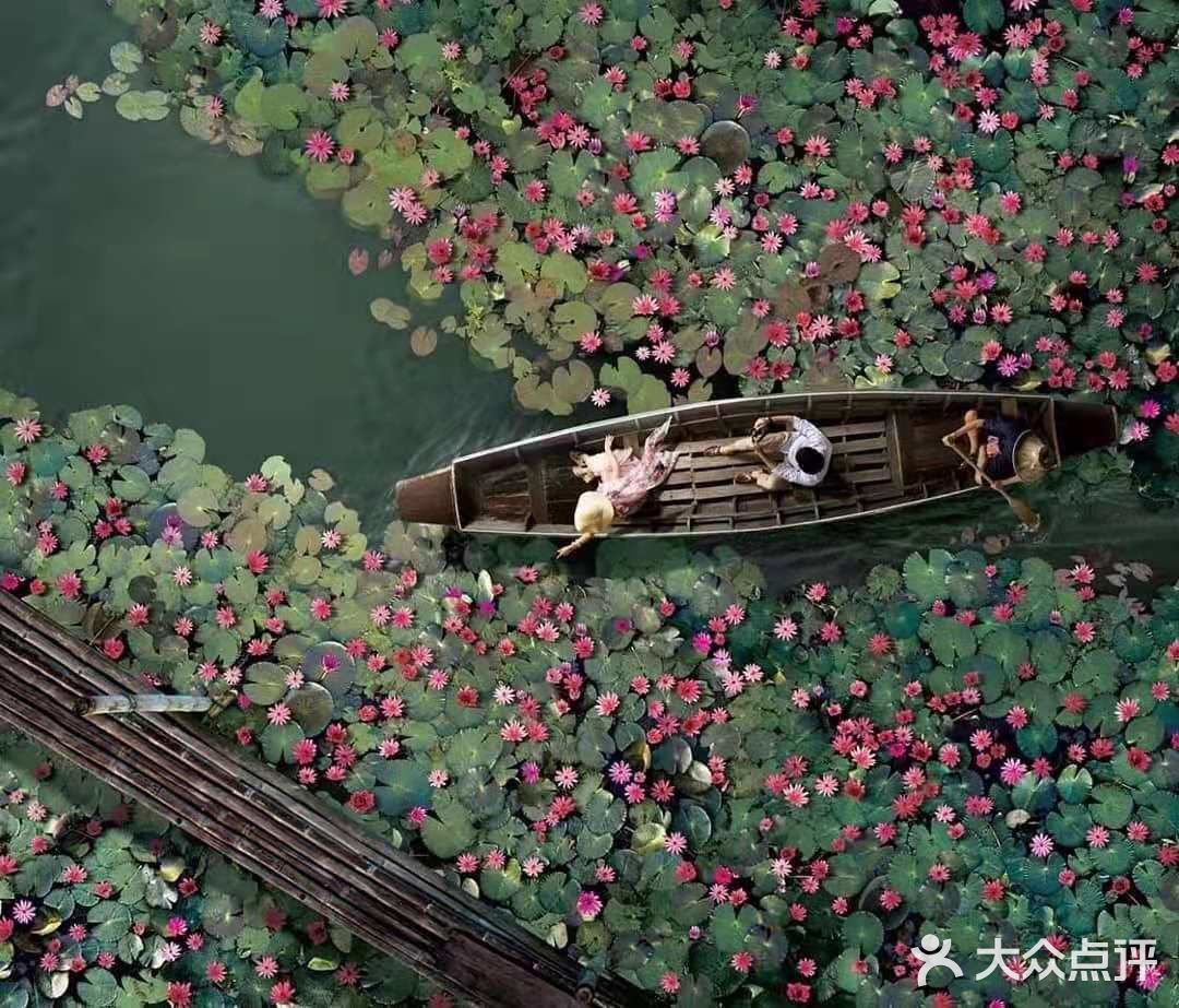 绝美秘境 万亩睡莲 绽放梦幻地平线