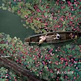 绝美秘境 万亩睡莲 绽放梦幻地平线