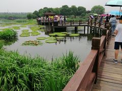 -荷塘月色湿地公园·向阳花洲
