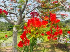 -中国科学院西双版纳热带植物园