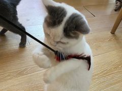 -猫咪派对(江南西店)