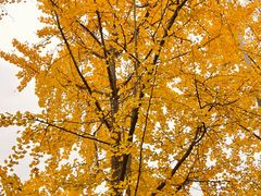 -高庙村(地铁站)