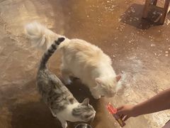 -猫猫幼稚园·撸猫·桌游·电玩