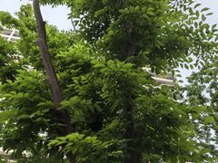 -东华大学(松江校区)