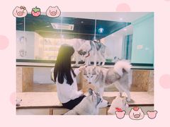 -Husky Go! 哈士奇体验馆·宠物咖啡厅狗咖