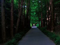 -上海滨江森林公园