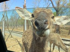 -秦皇岛野生动物园