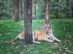 -北京野生动物园