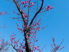 -无锡梅园公园