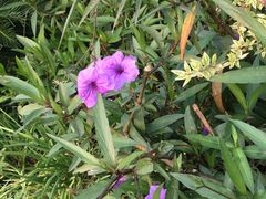 -艾溪湖湿地公园