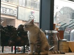 -吉丁鸟咖·异宠·寄养