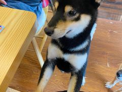 -豆柴町-柴犬主题狗咖(红鼎国际C座店)