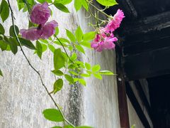 -艺圃