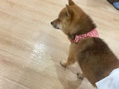 -南京Hallo宠物乐园·哈罗犬舍·柴犬繁育基地