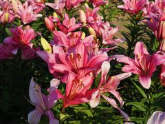 -径山花海