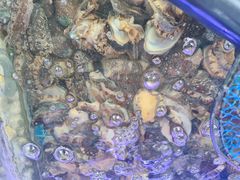 -金海湾海鲜排档(朱家尖店)