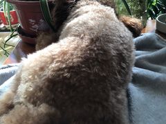 -宠福鑫康馨动物医院·骨科·眼科