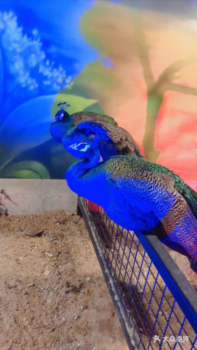 未来动物城-图片-长春亲子-大众点评网