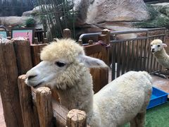 -杭州开元森泊度假乐园