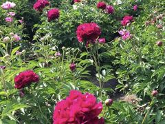 -长春公园(普阳街道)