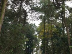 -铁山坪森林公园